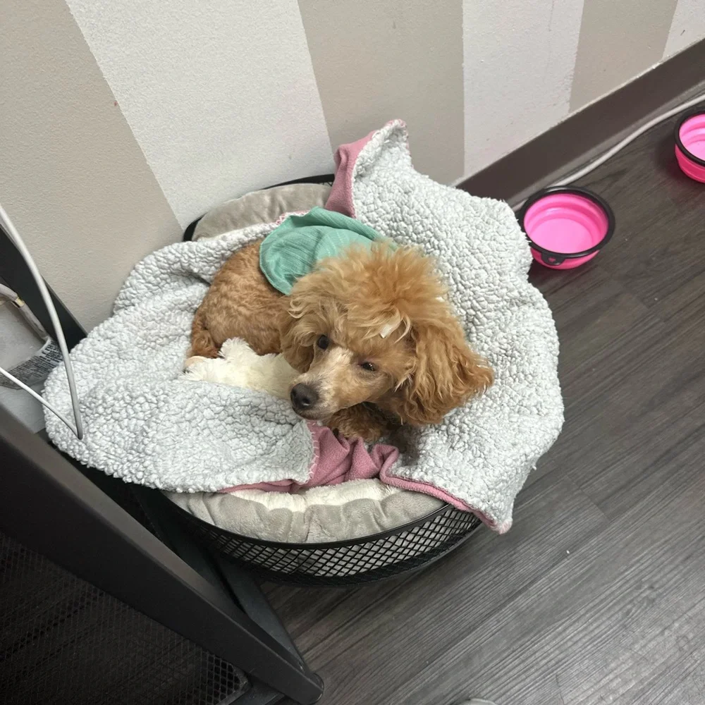 Cozy Pet Bed with Metal Frame